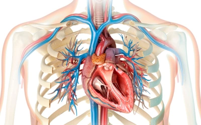 Pulmonary Artery Denervation 1 - Dr Prashant Bobhate